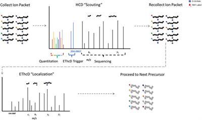 Mapping the O-GlcNAc Modified Proteome: Applications for Health and Disease